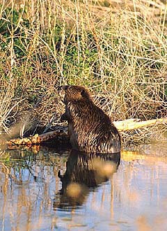 Beaver shot, outdoors!