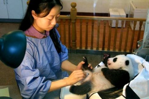 My god, what is that woman doing to that panda?