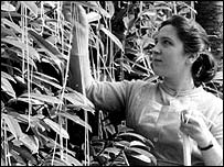 The Spaghetti Harvest