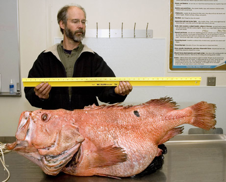Alaskan rockfish