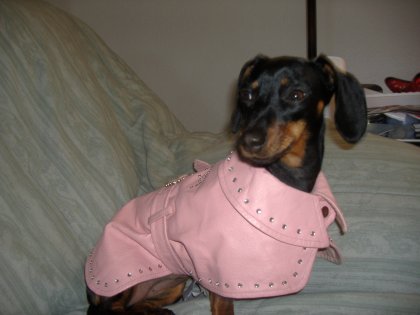 Dog. Duds. What's to explain? Except the psychology of the owner...