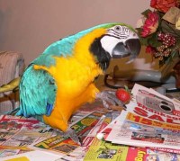 macaw, y'all