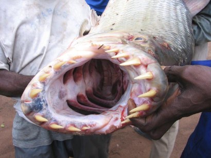 the toothsome tiger fish