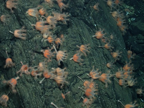 stauromedusae jellyfish