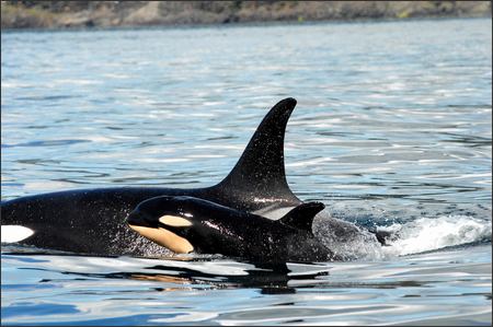 jPod Orca