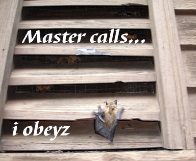 master callz