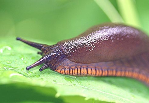 slug, common or garden or ceiling