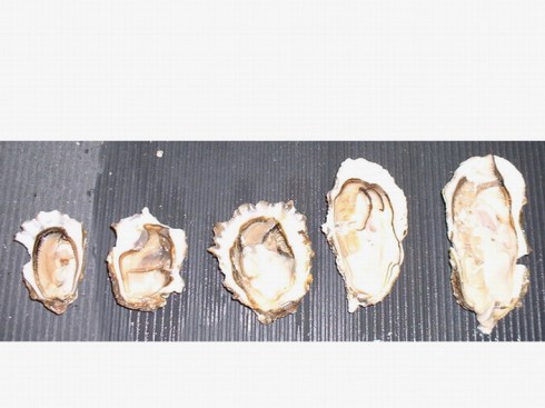 Canadian oysters