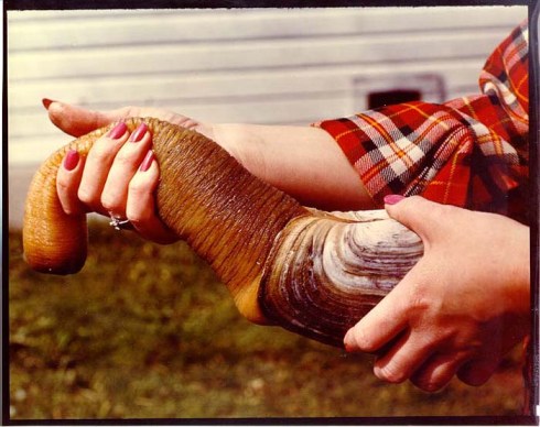 geoduck