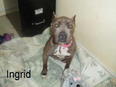 Ingrid the Viagra Hound