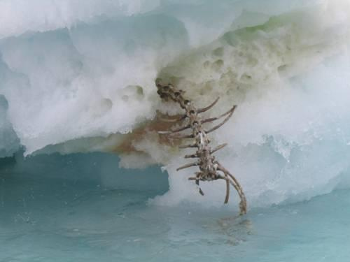 Newfoundland iceberg spine