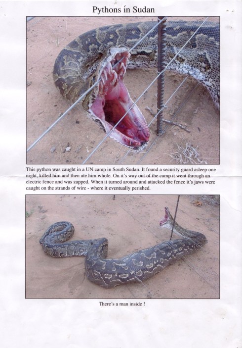 sudanese maneater snake