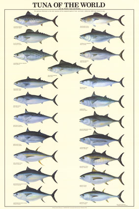 Tuna of the world