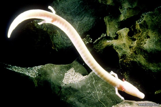 Olm Salamander