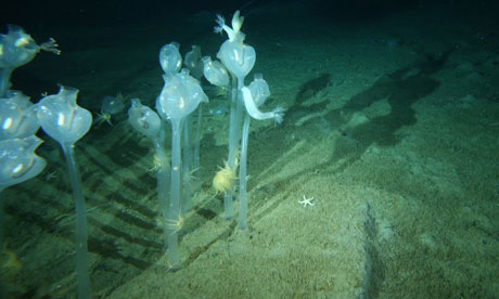 Tunicates on the ocean floor