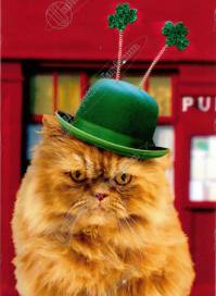 St Patrick’s Cat
