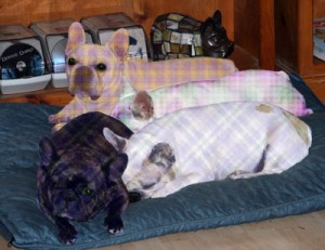 Plaidies, Plaid French Bulldogs
