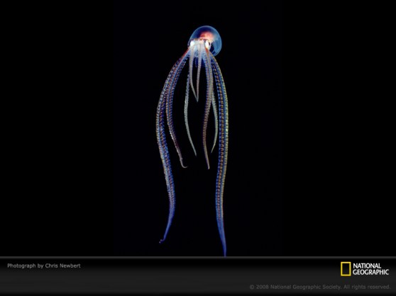 Pelagic Octopus, the tiki torches of the deep!