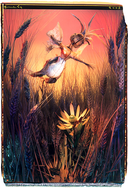 Fairy Evidence Photo