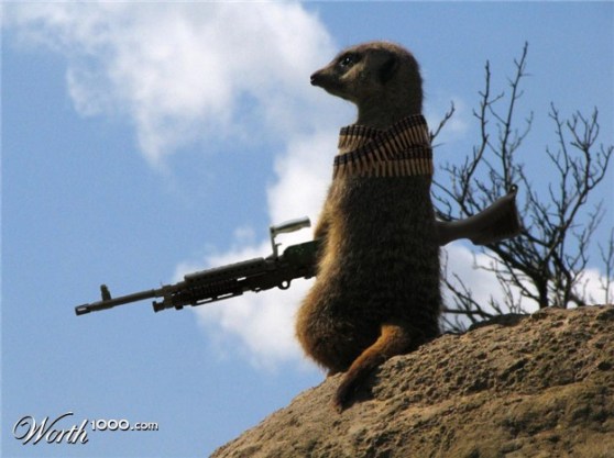 meerkat sniper Meerkat Sniper caught in the act, the bastidge!