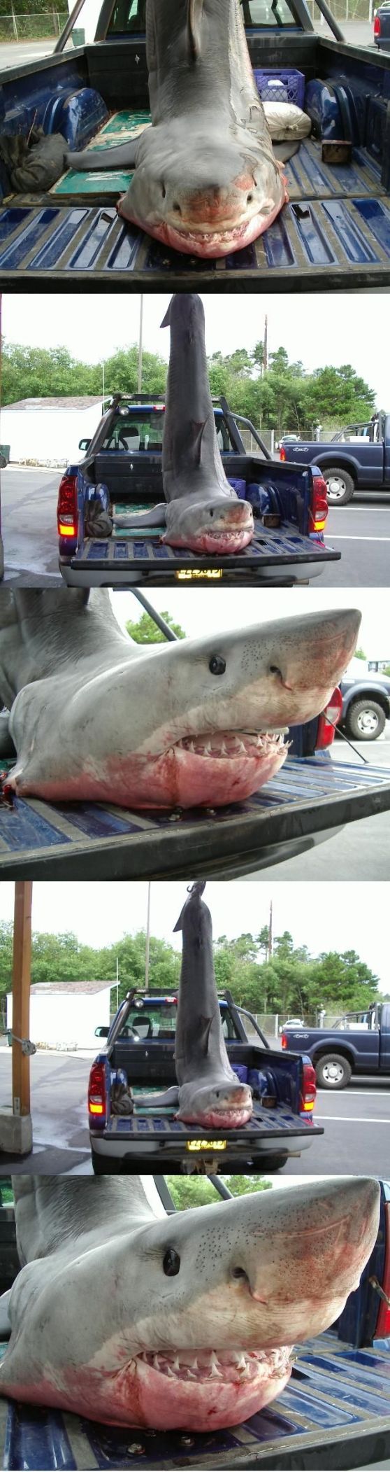 Great White Shark from Depoe Bay Oregon