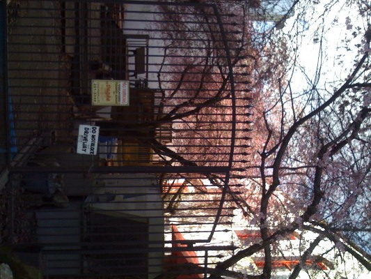 Cherry Blossoms on the DTES