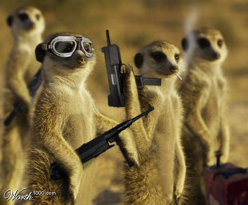 Meerkat Mafia