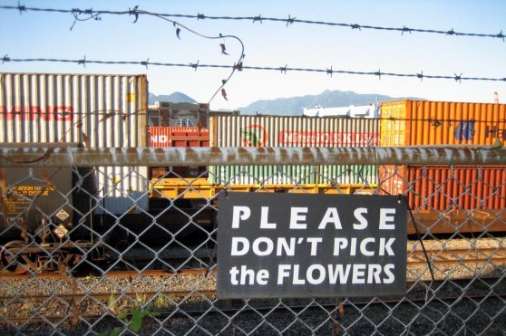 please don't pick the flowers
