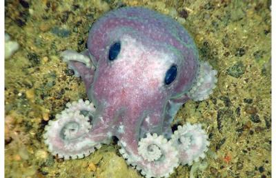 World's Cutest Octopus, Octo-Newf