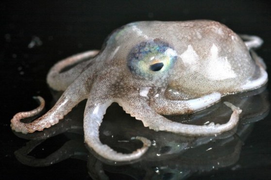 world's scariest octopus Pareledone aequipapillae