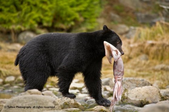 by Wayne Barnes, Tofino Photography for the Raincoast Education Society