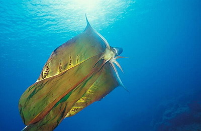 Blanket octopus and NO THAT IS NOT A MICHAEL JACKSON REFERENCE