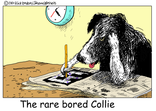 Bored Collie is bored