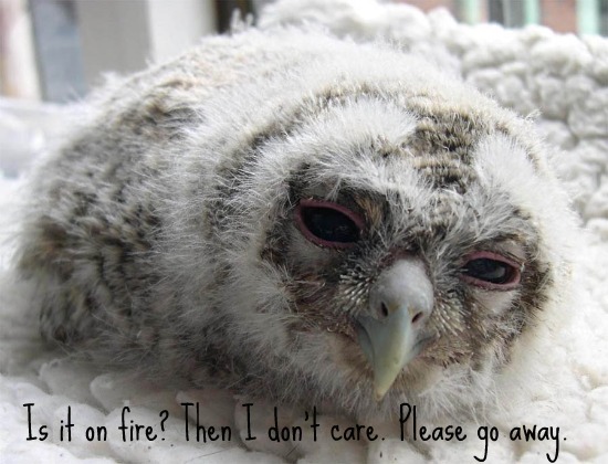 hungover owl haz a kweschun