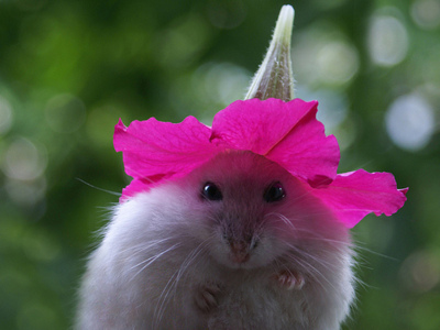 Flower Hat Mouse makes it all better