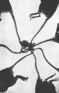 rat crown xray is all sciency and irrefutable, so there!