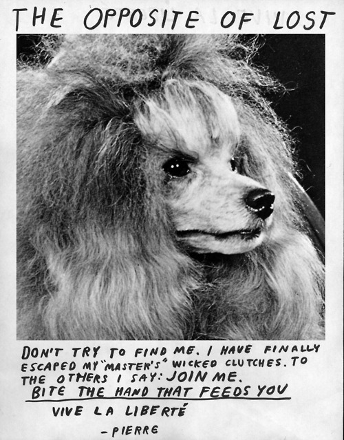 Emo Poodle is Self Actualized