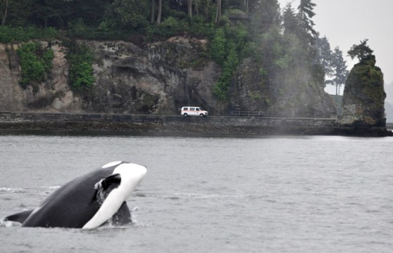 Orca under Lions Gate Bridge, Stanley Park Seawall and Siwash Rock in the background
