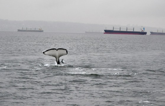 Orca whale tail flip in English Bay