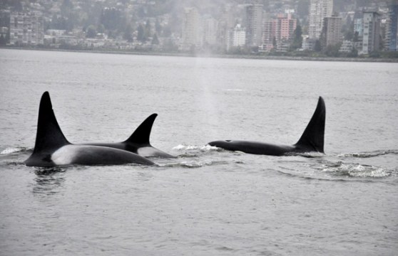Orcas in the West Endq