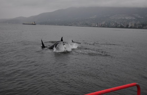 Orcas with North Van in background