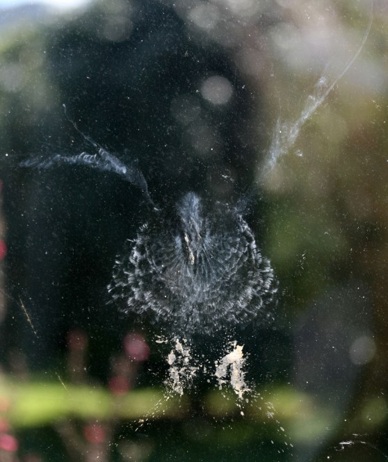 Birds are pretty. Even bird dandruff is pretty.