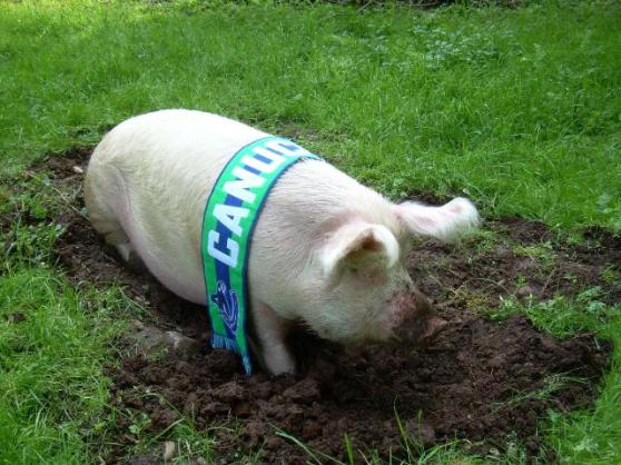 Some canucks fans are real pigs