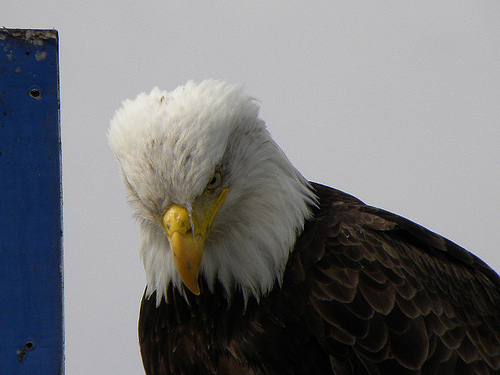 Parental Eagle is not so much angry as disappointed in you