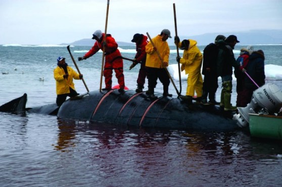 Bowhead Whale Hunt by Glenn Williams. Didja bring yer fork?