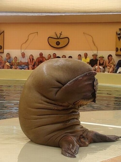 sad walrus is embarrassed for you