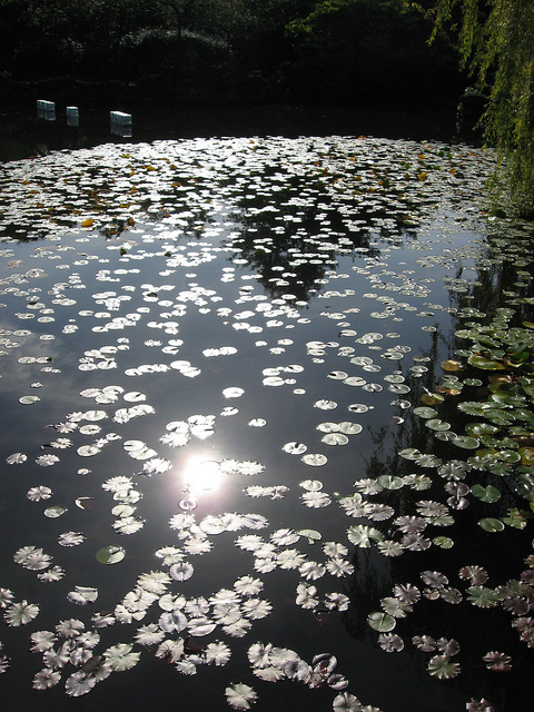 Lotus leaves at Sun Yat Sen
