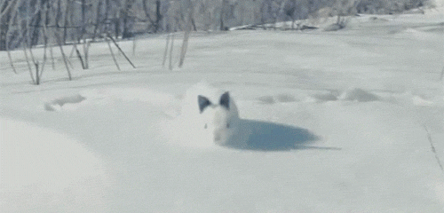 So THAT's what a snow bunny looks like.