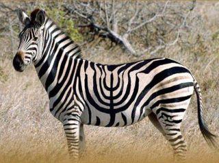 Hanukah in black and white