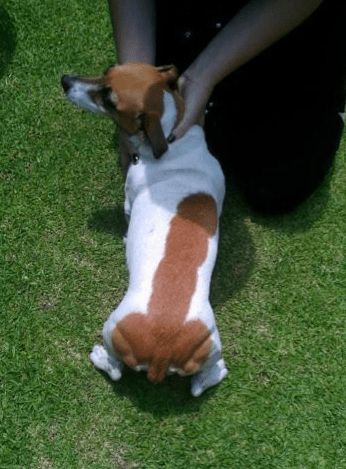 penis dog iz penisy